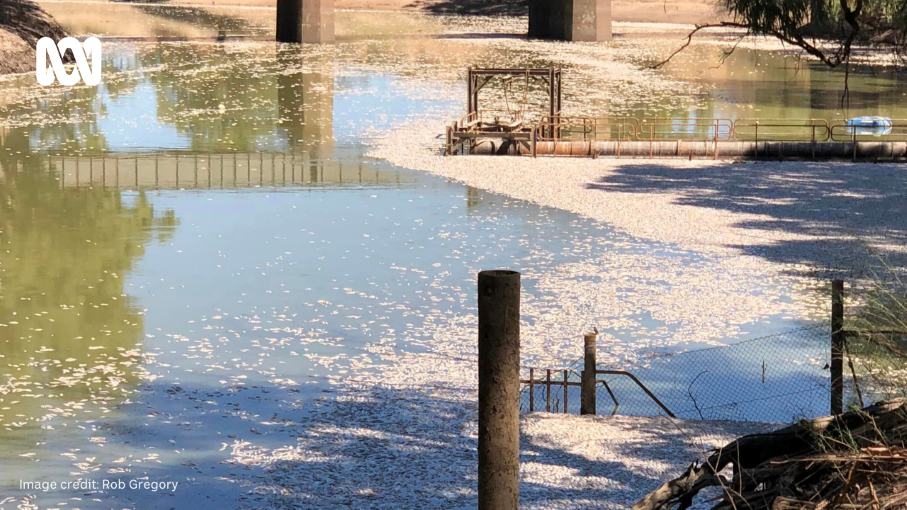 Menindee fish kill another