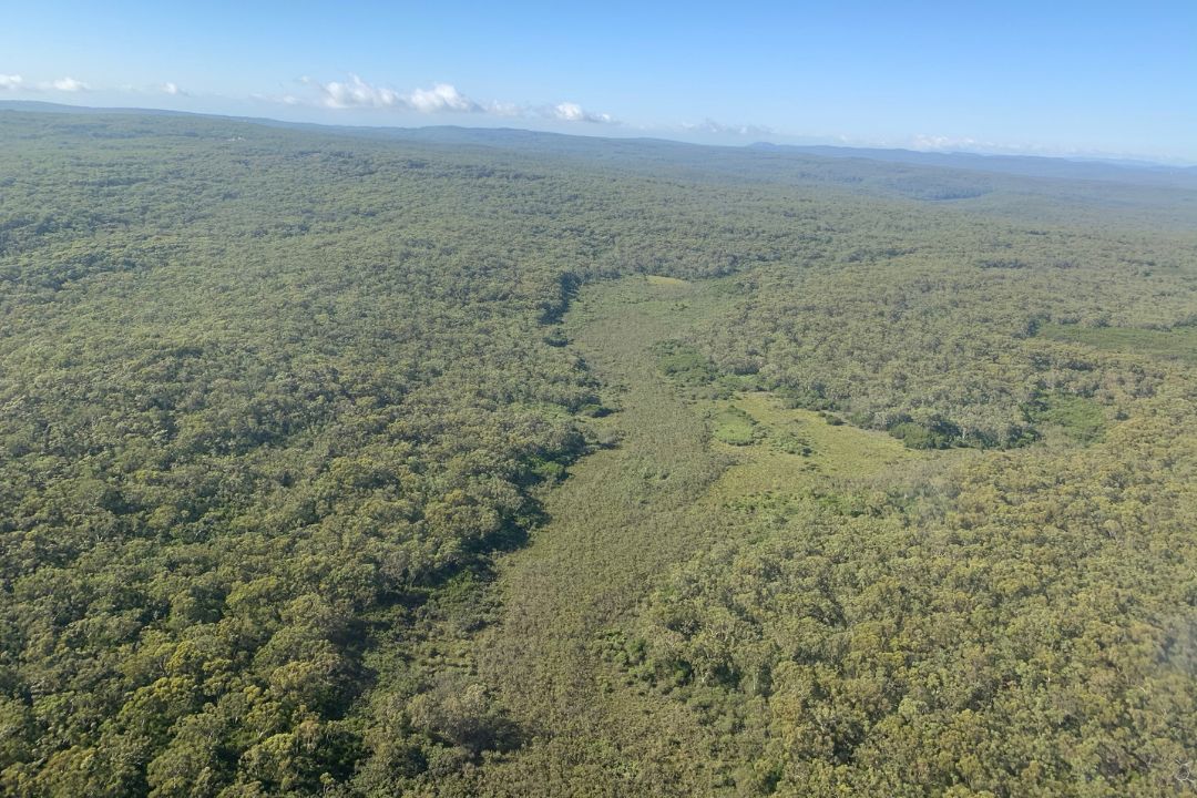 Upland swamps aerial