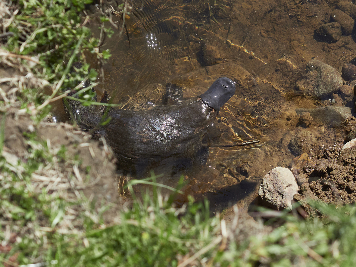 Platypus near riverbank - iStock photo
