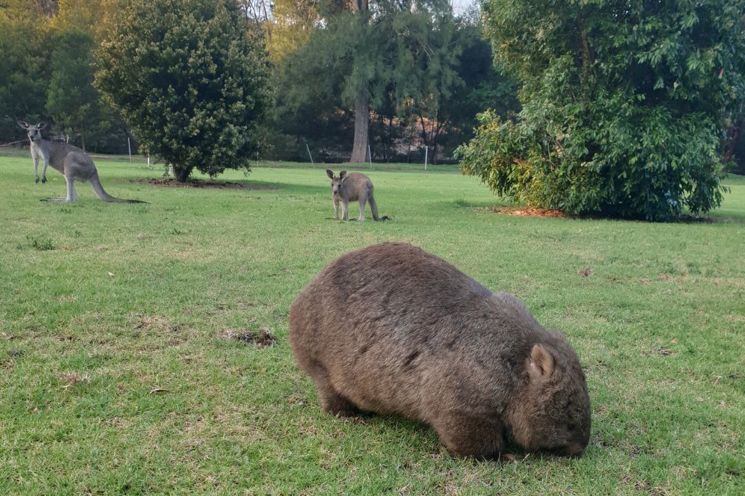 wombat and 2 kangaroos