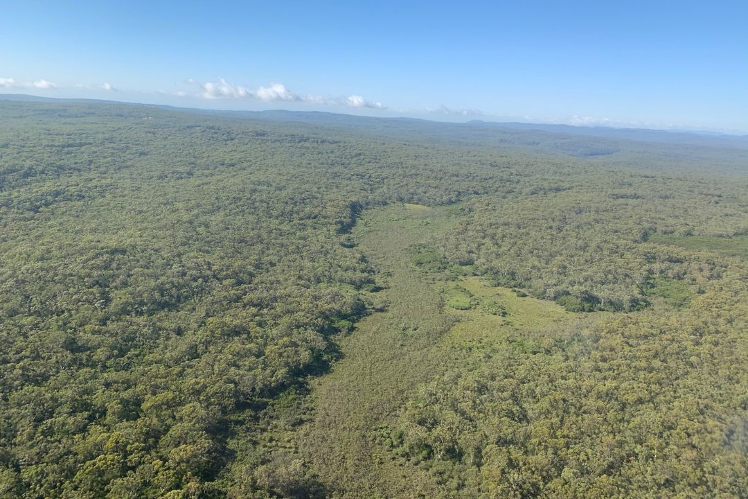 Upland swamp