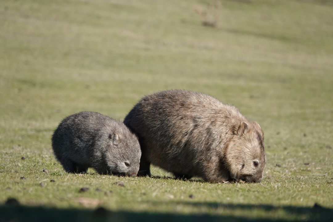 2 wombats