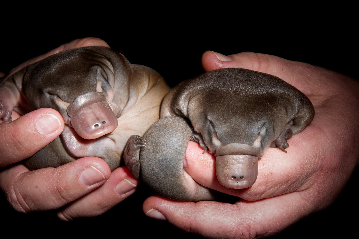 Holding a pair of puggles