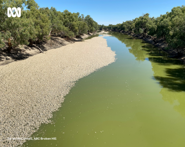 Menindee fish kill